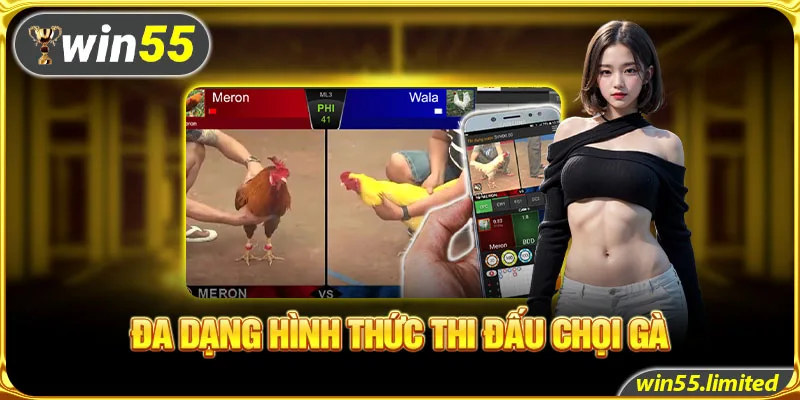 Đa dạng hình thức thi đấu chọi gà 